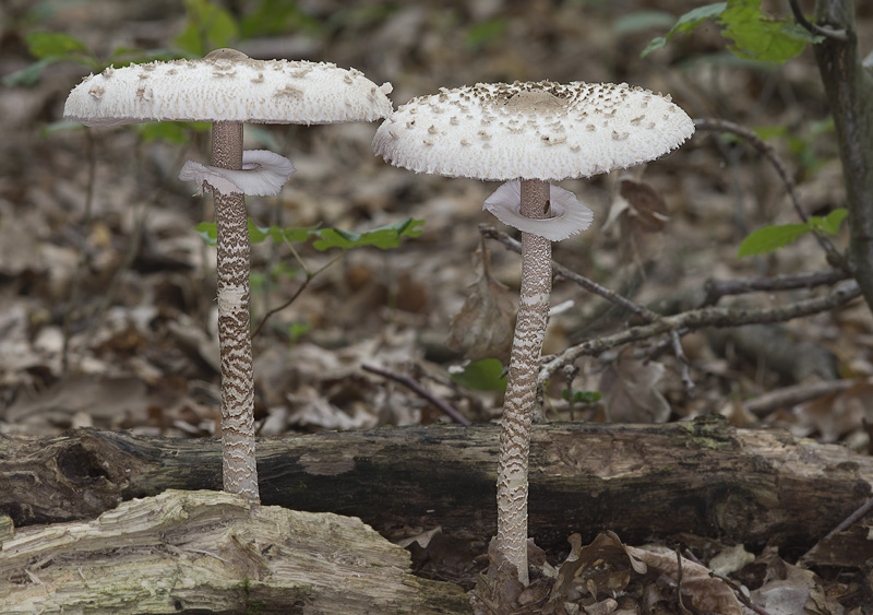 Macrolepiota procera